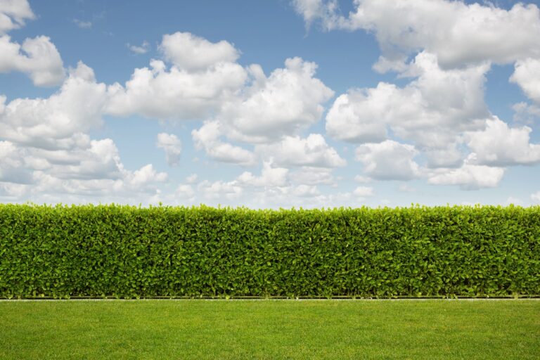 Privacy Hedges for Southwest Florida