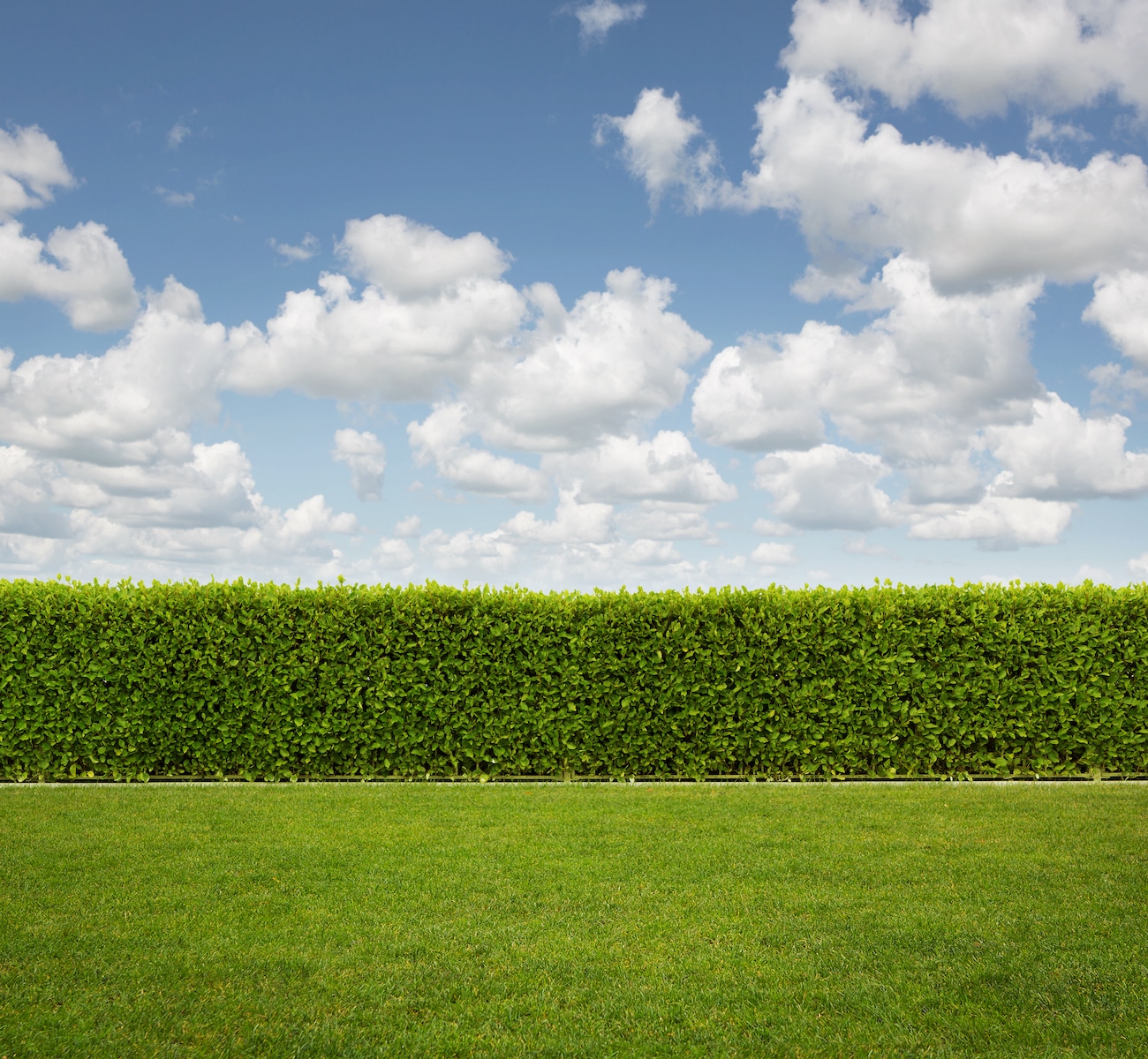 Privacy Hedges for Southwest Florida
